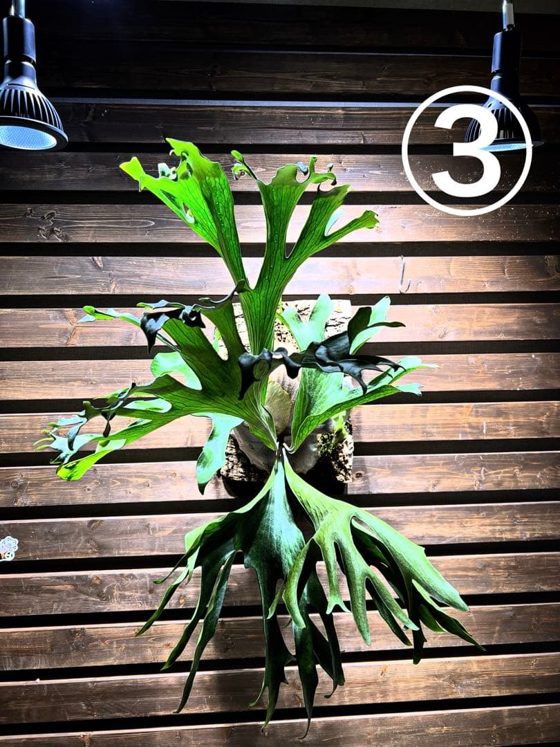 P.Hillii .Dragon OC③ | ヒリー　ドラゴン　板付