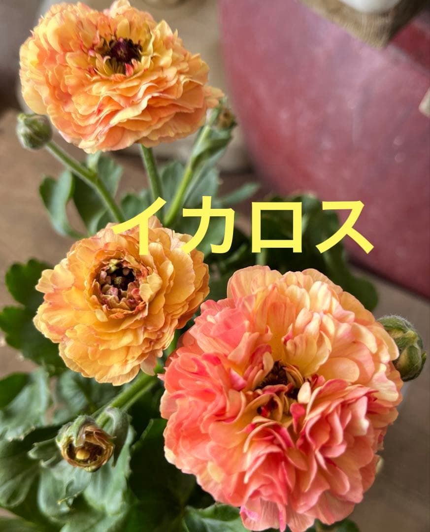 希少　ラナンキュラス イカロス イエローオレンジ　苗４号 宅急便