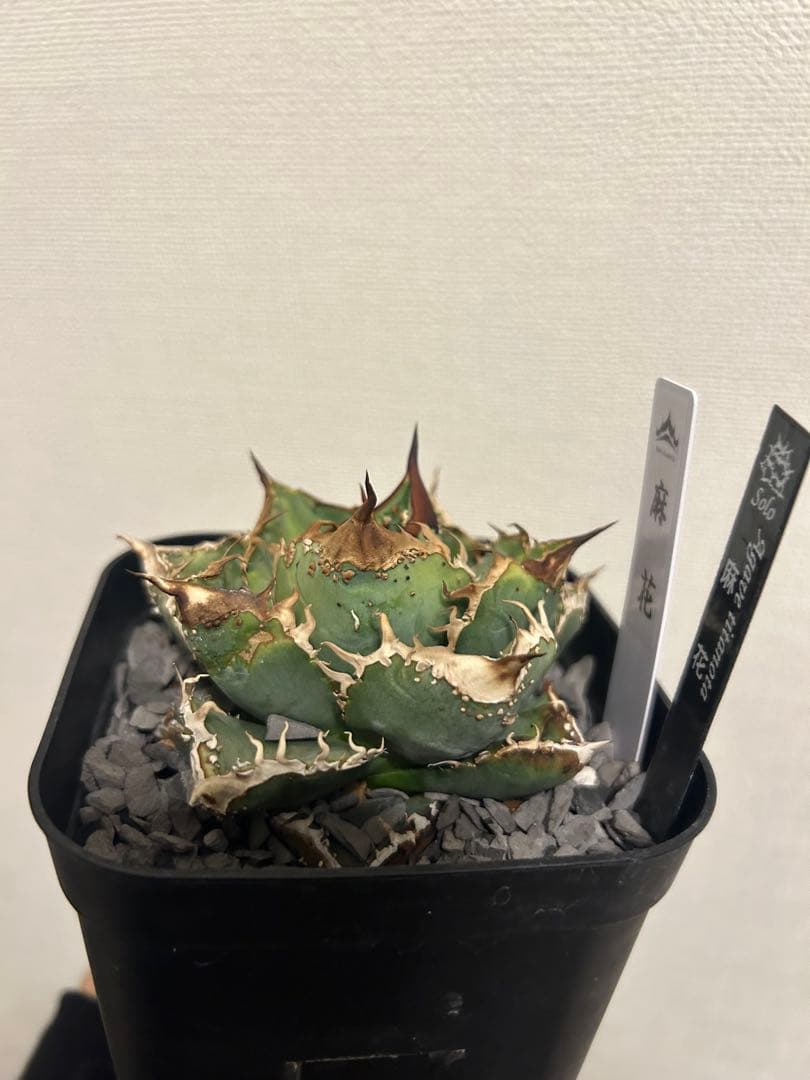 アガベ　チタノタ　麻花　子株　発根済み