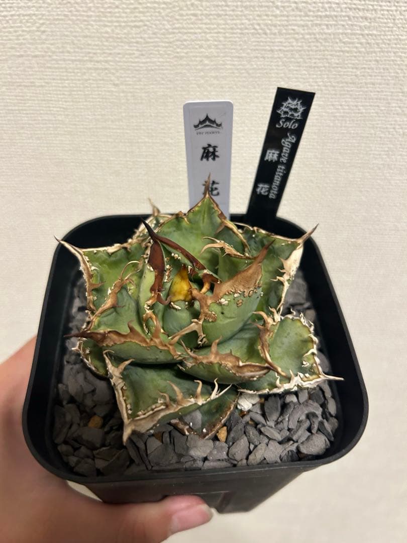 アガベ　チタノタ　麻花　子株　発根済み