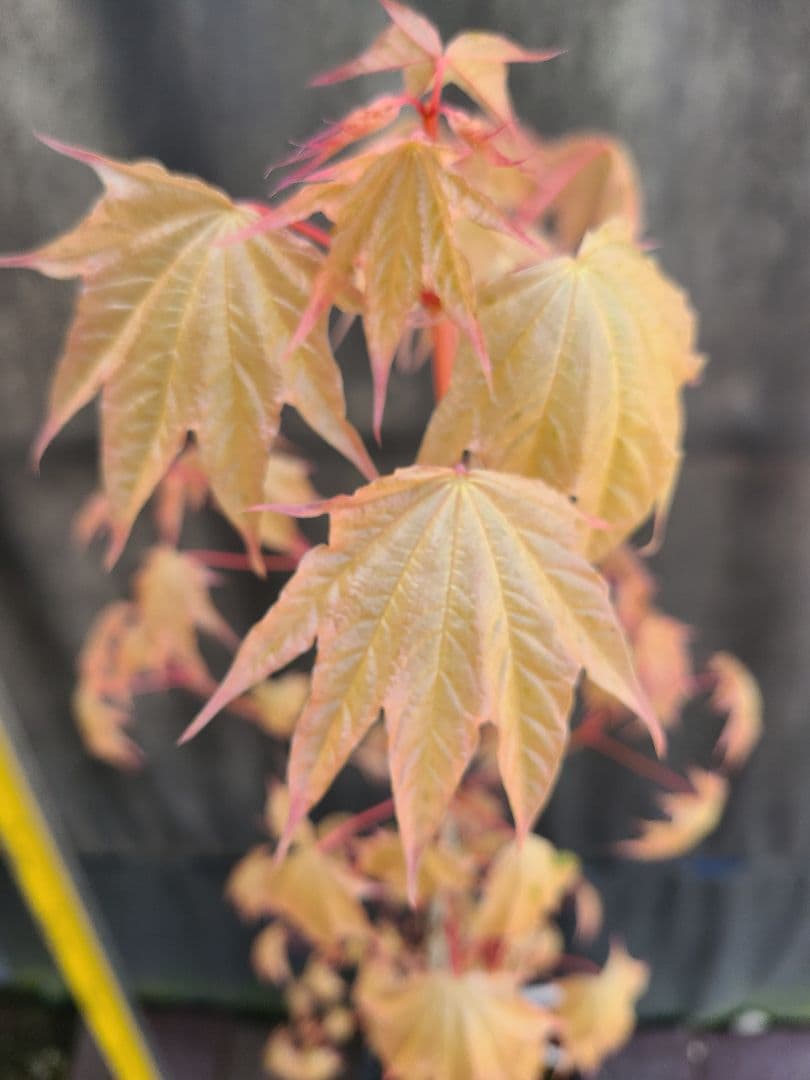 ②超希少イタヤカエデ「名栗錦」接木大苗 7号鉢全長