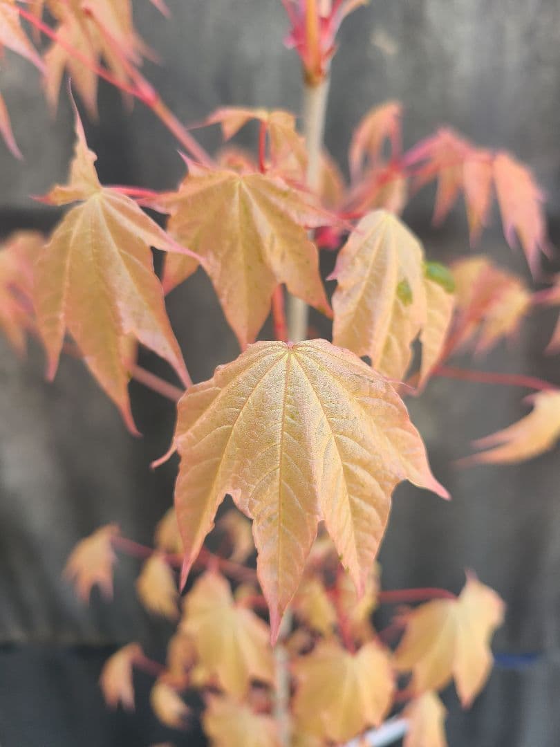 ②超希少イタヤカエデ「名栗錦」接木大苗 7号鉢全長
