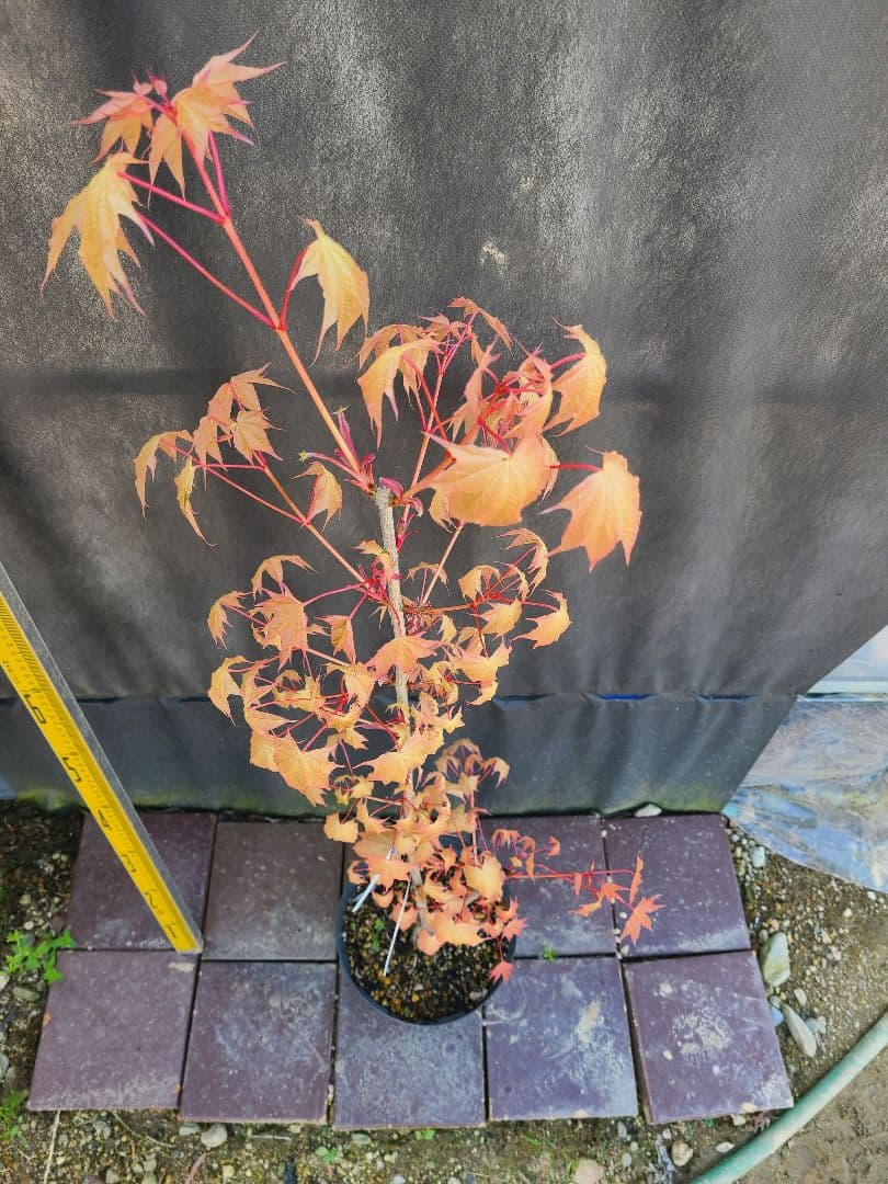 ②超希少イタヤカエデ「名栗錦」接木大苗 7号鉢全長