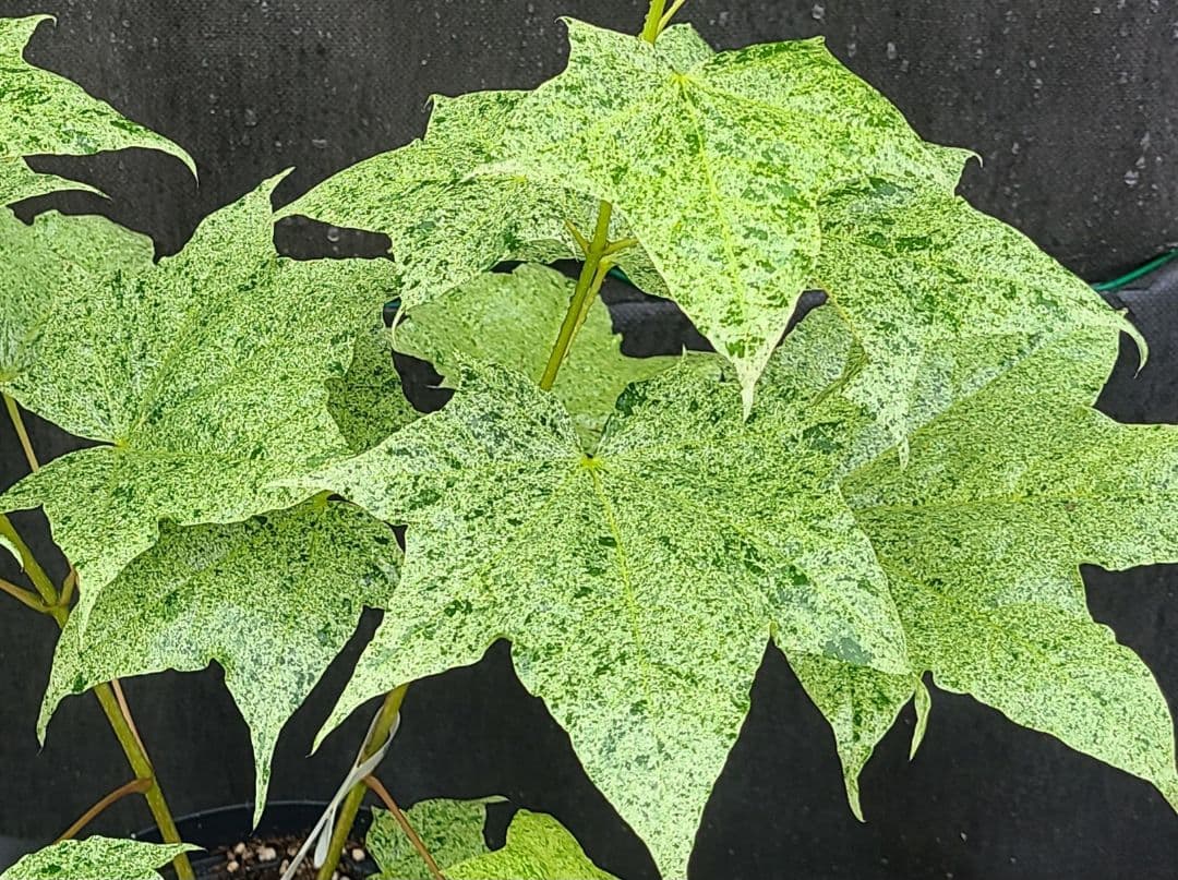 ②超希少イタヤカエデ「名栗錦」接木大苗 7号鉢全長