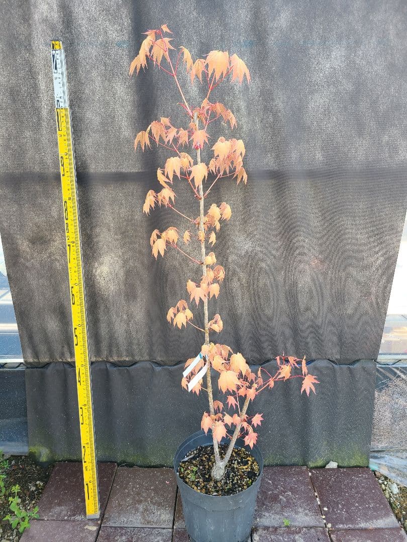 ②超希少イタヤカエデ「名栗錦」接木大苗 7号鉢全長