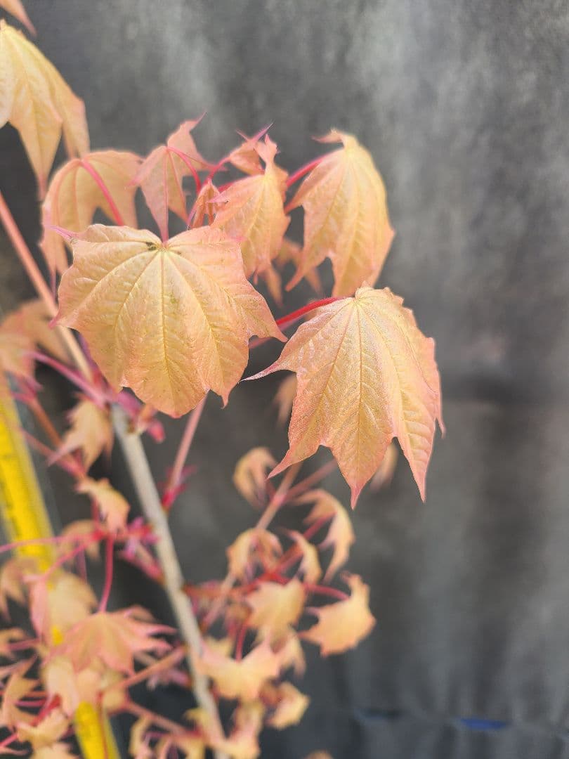 ②超希少イタヤカエデ「名栗錦」接木大苗 7号鉢全長