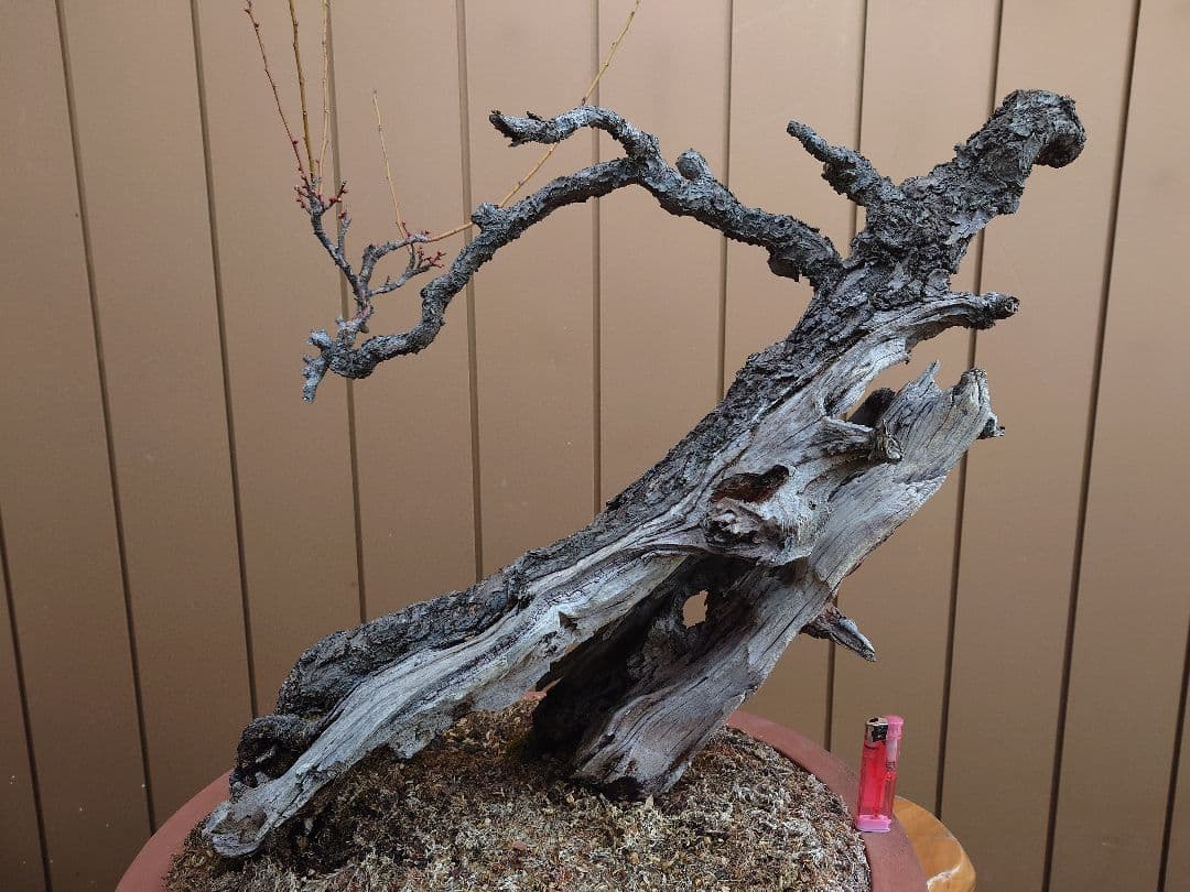 盆栽　野梅(白一重)　樹高65cm
