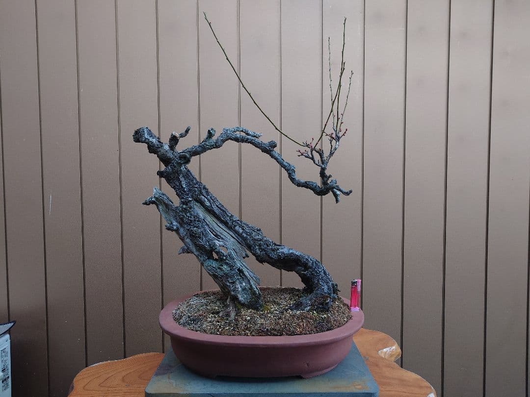 盆栽　野梅(白一重)　樹高65cm