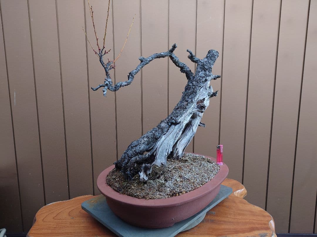 盆栽　野梅(白一重)　樹高65cm