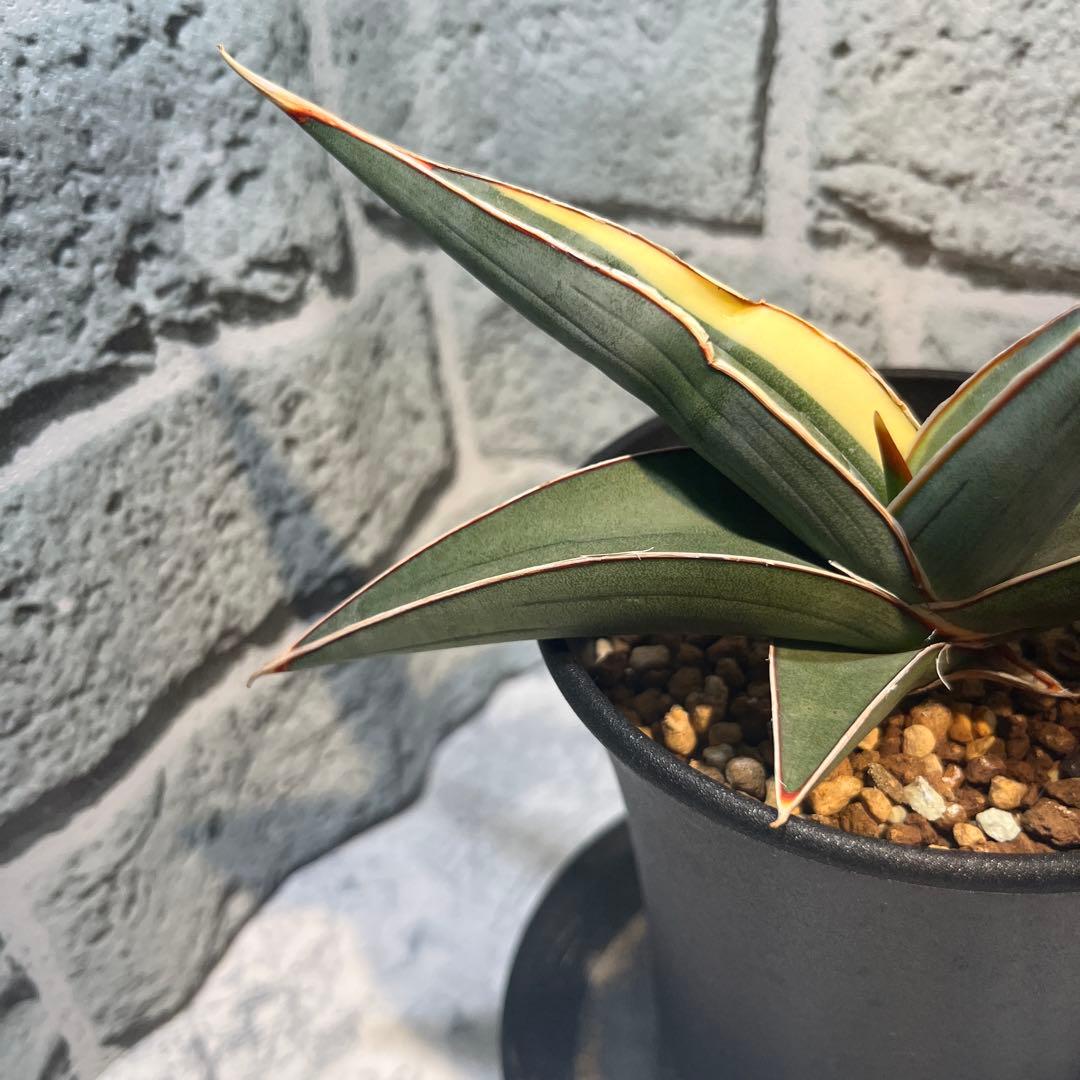 サンセベリア　ヨハネスブルク　斑入り　サンスベリア