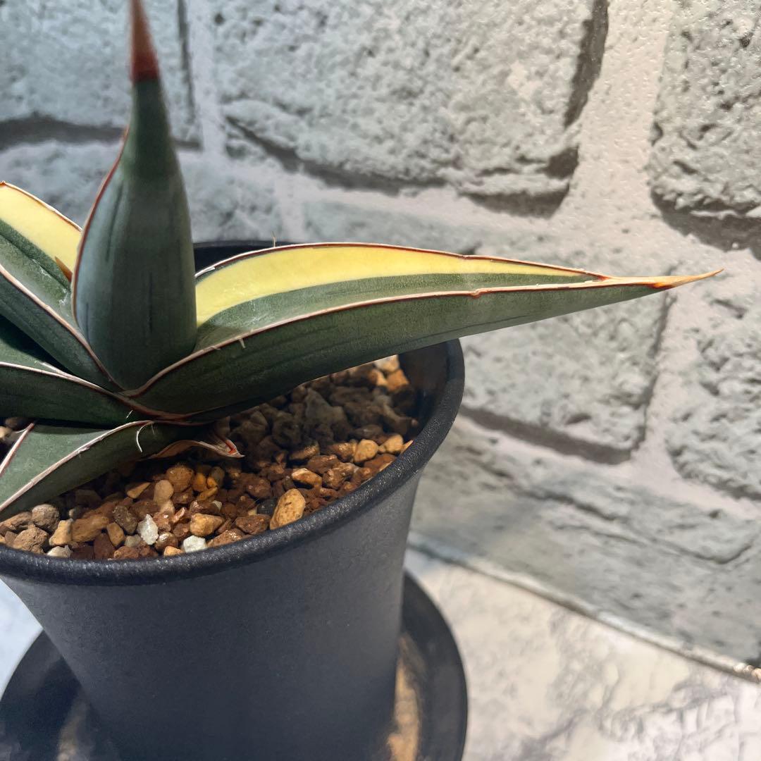 サンセベリア　ヨハネスブルク　斑入り　サンスベリア