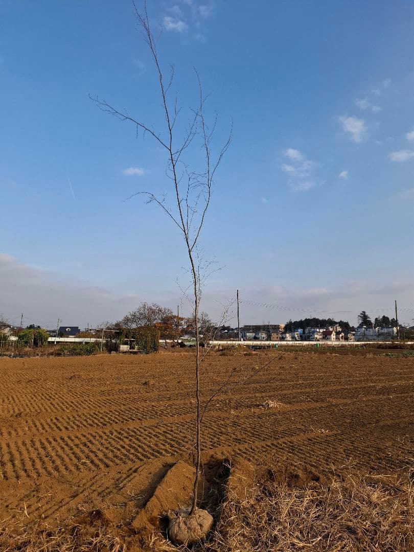 アカシデ　赤芽ソロ　－－アオダモ　アオハダ　モミジ　コハウチワカエデ　山彩り－ー