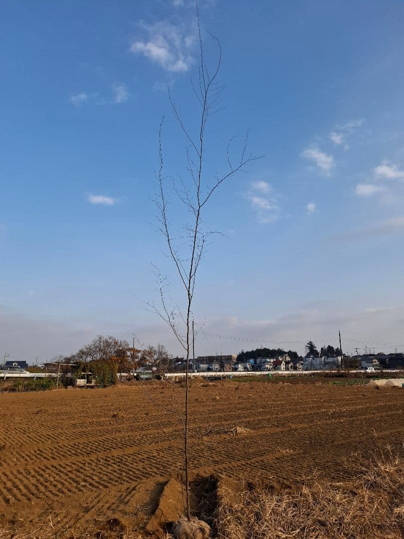 アカシデ　赤芽ソロ　－－アオダモ　アオハダ　モミジ　コハウチワカエデ　山彩り－ー