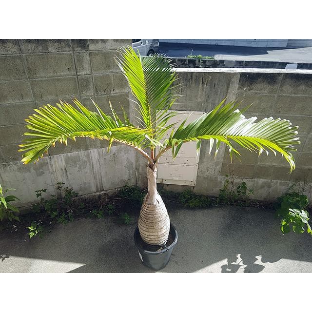 【送料別】沖縄産トックリヤシ（２５）┃人気沸騰中の徳利椰子でインテリアを楽しもう