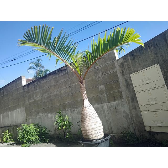 【送料別】沖縄産トックリヤシ（２５）┃人気沸騰中の徳利椰子でインテリアを楽しもう