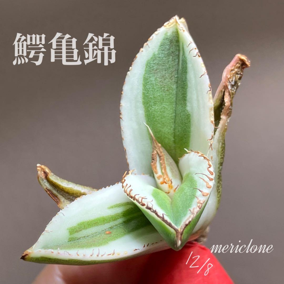 激レア【匿名配送】③ぶつぶつ　アガベ　鰐亀錦　覆輪斑　白覆輪　TC