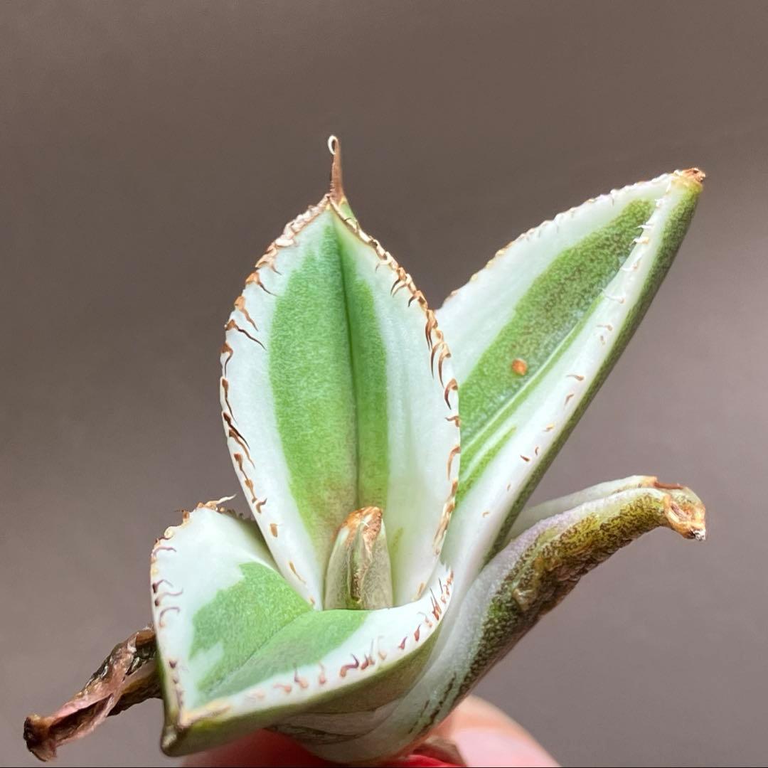 激レア【匿名配送】③ぶつぶつ　アガベ　鰐亀錦　覆輪斑　白覆輪　TC