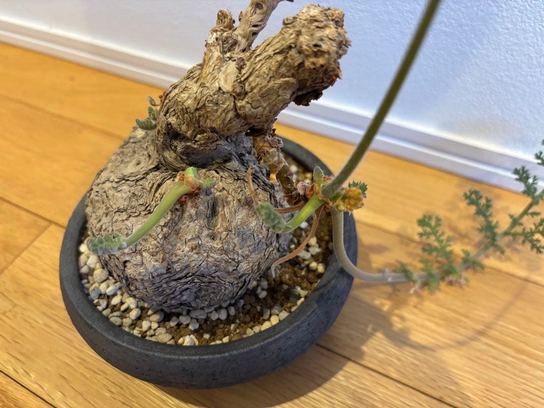 ペラルゴニウム トリステ みやび鉢 発根済み 塊根植物 コーデックス現地株