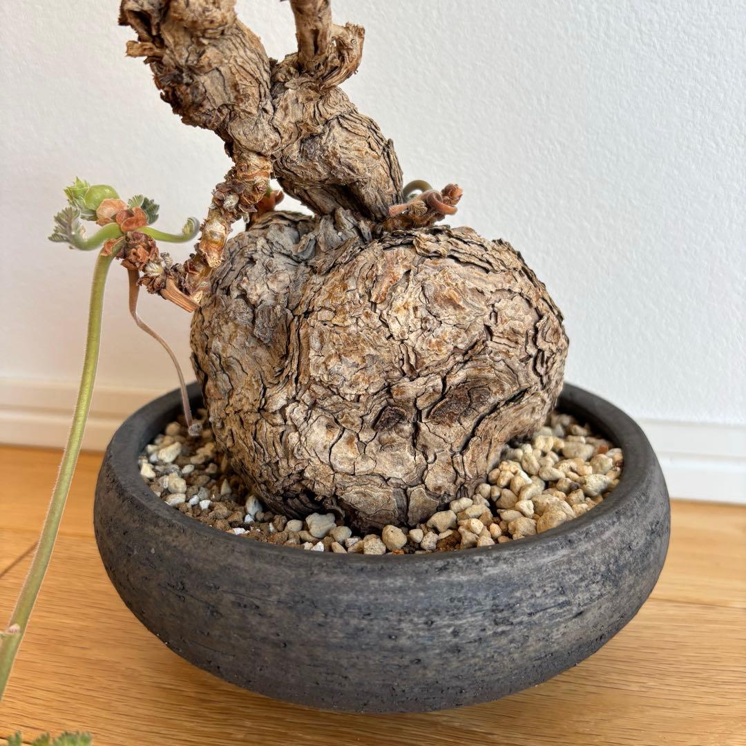 ペラルゴニウム トリステ みやび鉢 発根済み 塊根植物 コーデックス現地株