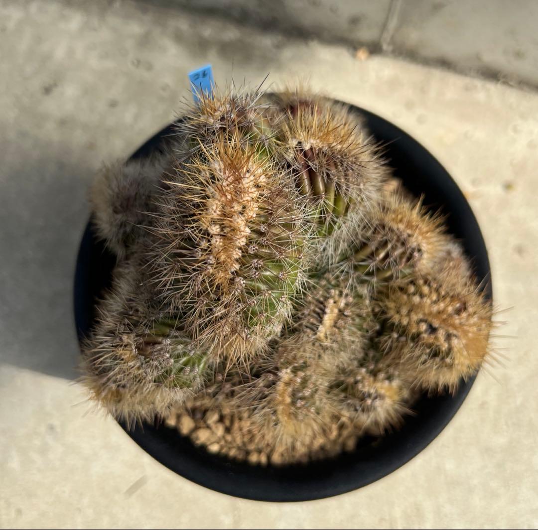 パキケレウス　武倫柱綴化　サボテン