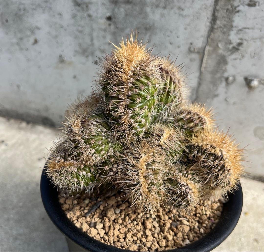 パキケレウス　武倫柱綴化　サボテン