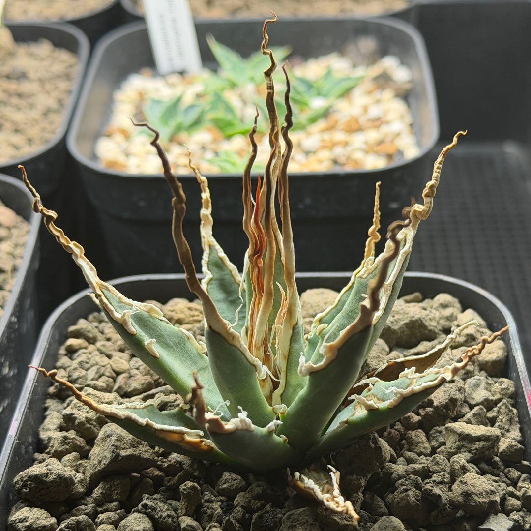 【超選抜】エボリスピナ選抜実生陽炎株　鉢ごと発送