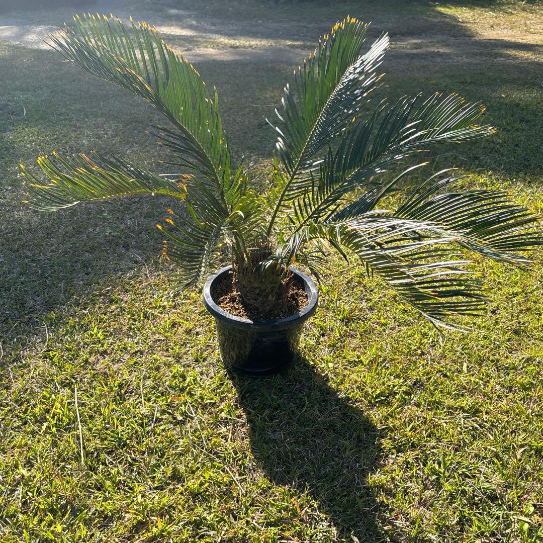 m*i様 金環ソテツ8号鉢