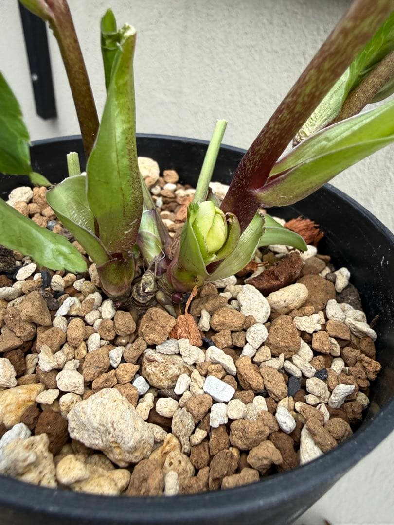 ■かすり桜利休風■ 今季株分け クリスマスローズ