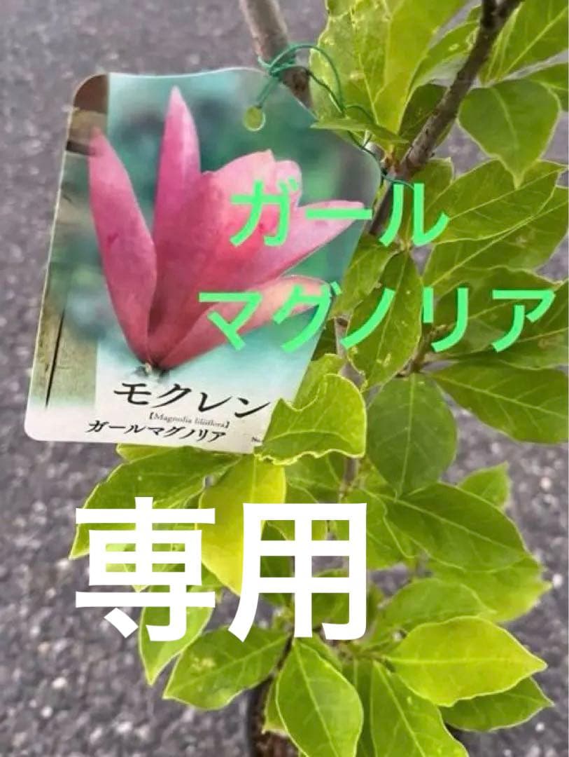 モクレン　ガールマグノリア4年生　毎年開花 約90㌢宅急便