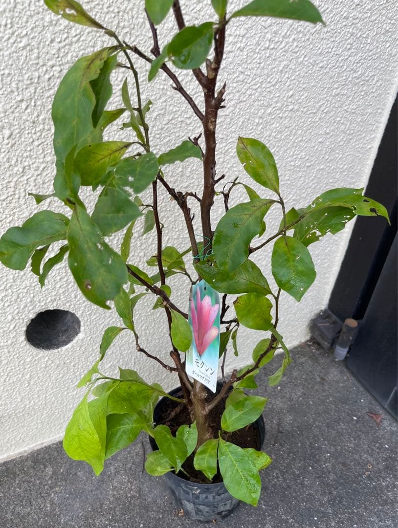 モクレン　ガールマグノリア4年生　毎年開花 約90㌢宅急便