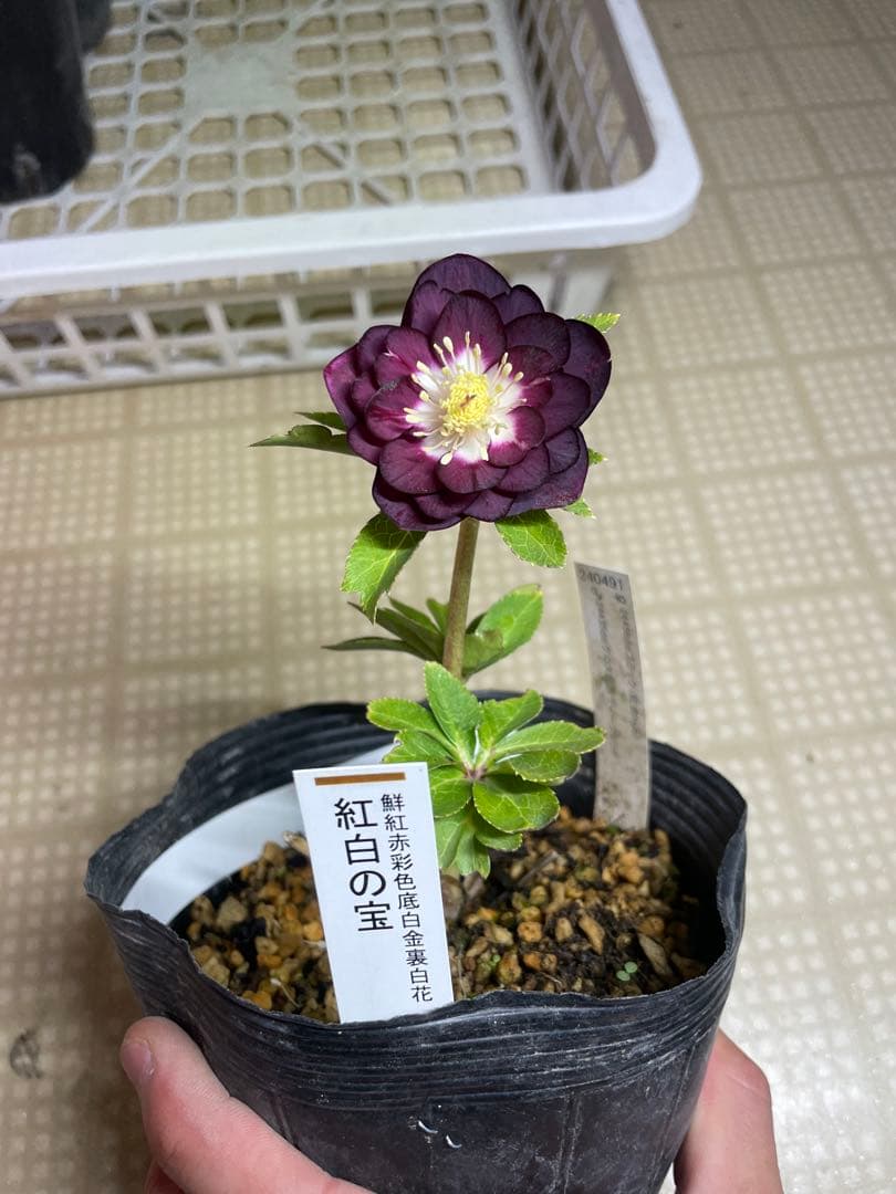 加藤農園 紅白の宝 クリスマスローズ
