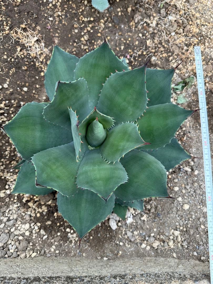 アガベ パリー　トランカータ　美株