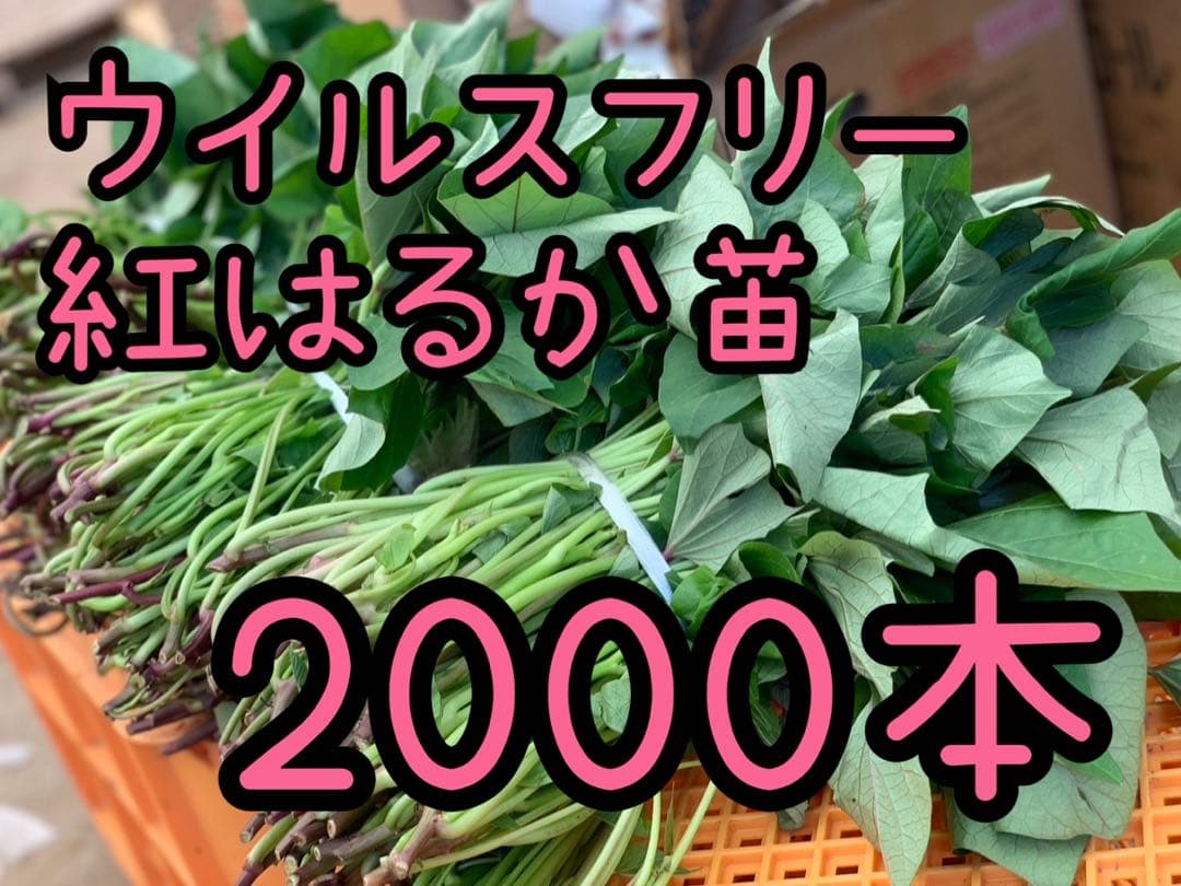 【予約受付中】紅はるか苗☆ウイルスフリー 2,000本 4月上旬から発送開始