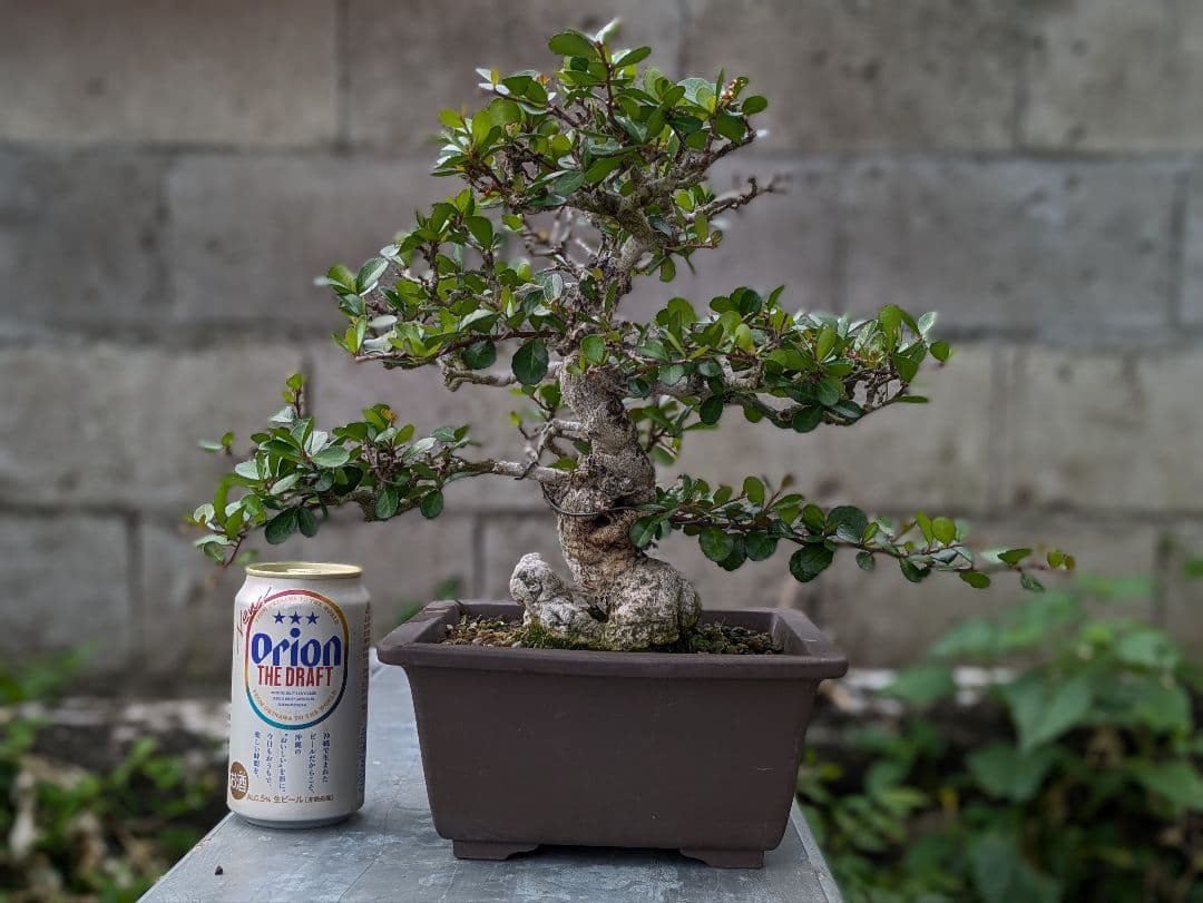 ハリツルマサキ盆栽