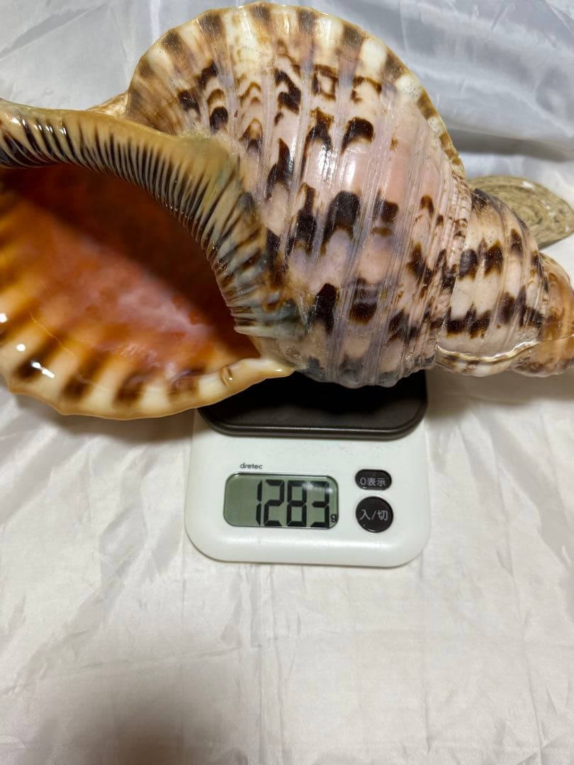 貝殻(沖縄の青い海の宝) ホラ貝蓋付