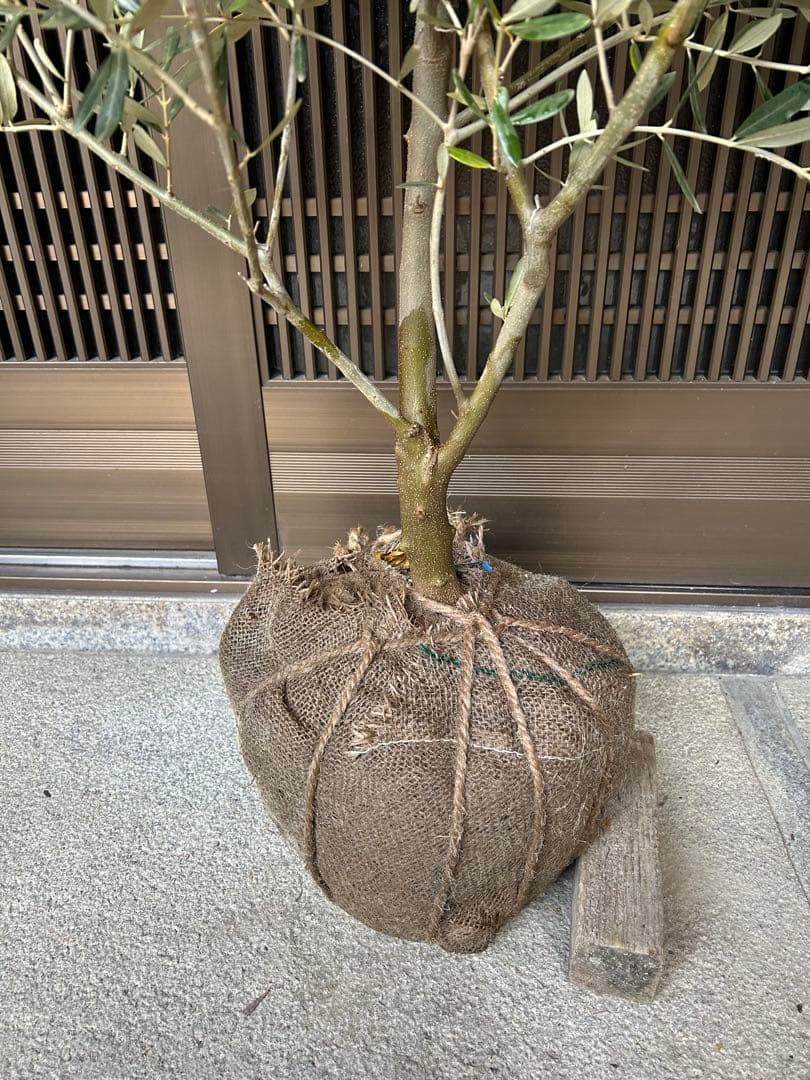 オリーブの木　ミッション　ボリューム株