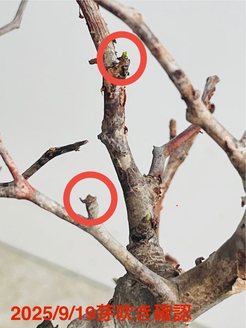 【特価】芽吹き株①オペルクリカリア パキプス ベアルート