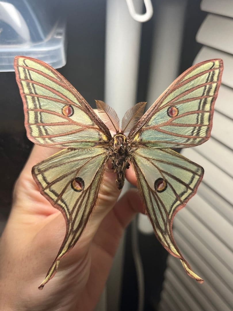 【極美♂】イズベラミズアオ 蛾ピカソモスモルフォチョウアグリアス　標本