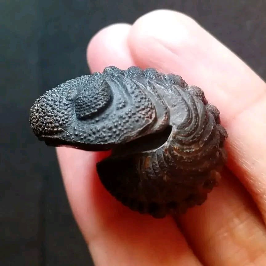 化石　標本　三葉虫　モロコプス　torkozensis