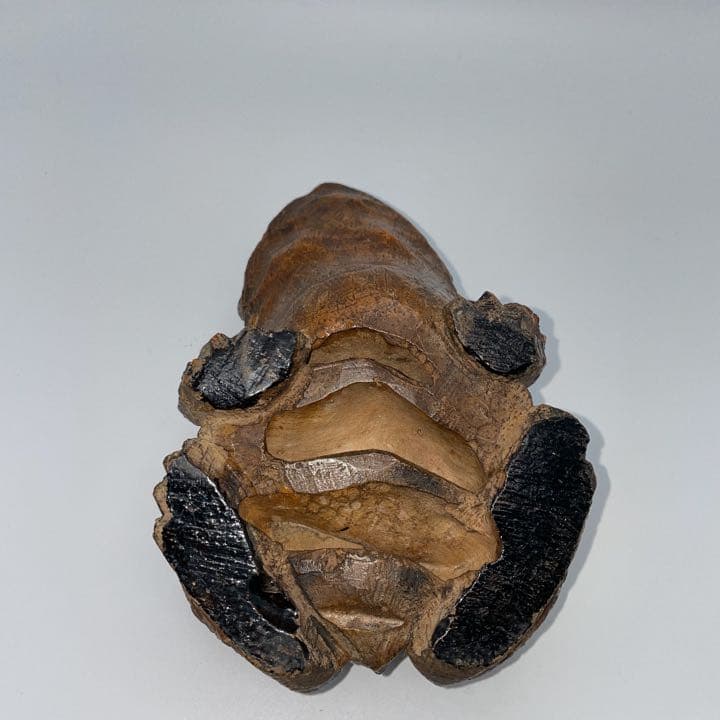 かえるの置物 竹根