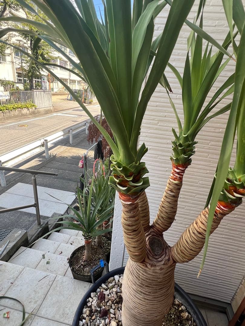 一生に一度出会えるか？ 【特別価格】極太ドラセナドラコ ※引き取り限定