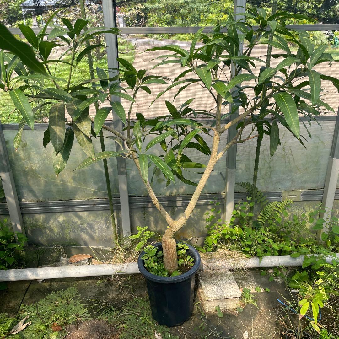 マンゴー苗　マハチャノック　特大　10号