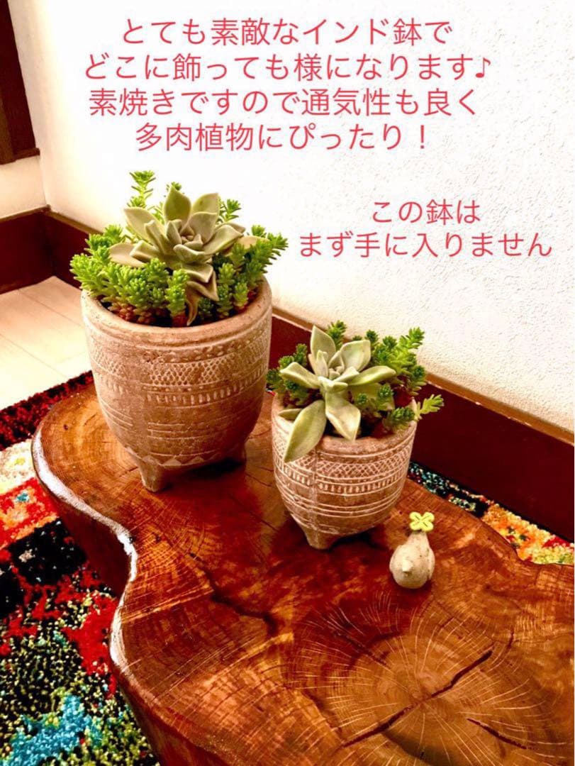 完売　　森で完全野生化！【朧月＊森村万年草】インドの可愛い鉢植え＊大小セットで！