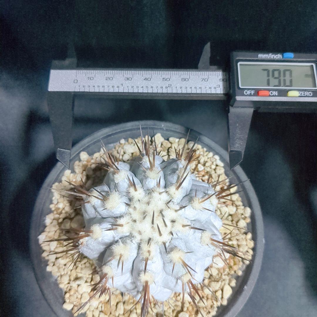 Copiapoa　コピアポア シネレア　黒王丸　美株