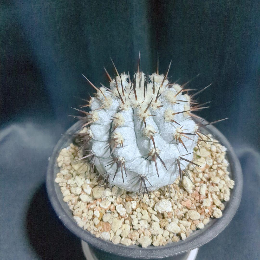 Copiapoa　コピアポア シネレア　黒王丸　美株