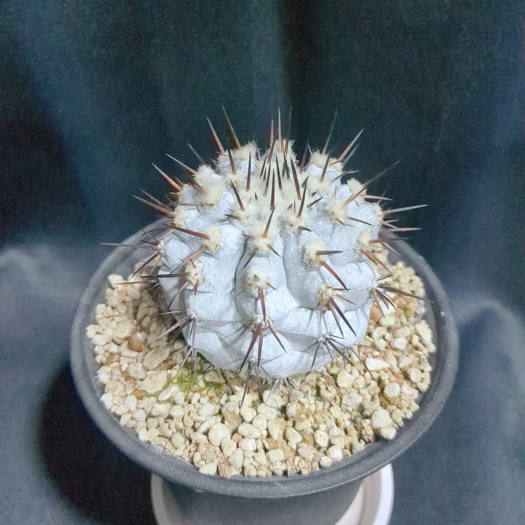 Copiapoa　コピアポア シネレア　黒王丸　美株