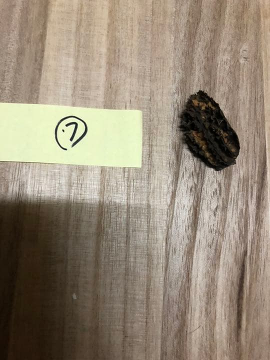 バタグルミ化石⑦