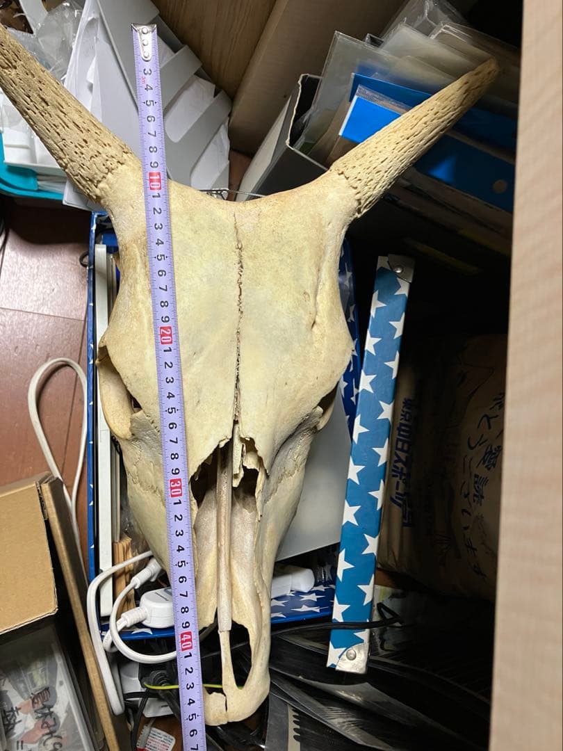 頭骨　頭蓋骨　ウシ　牛　種名 Bos taurus ※条約などには抵触しない種類