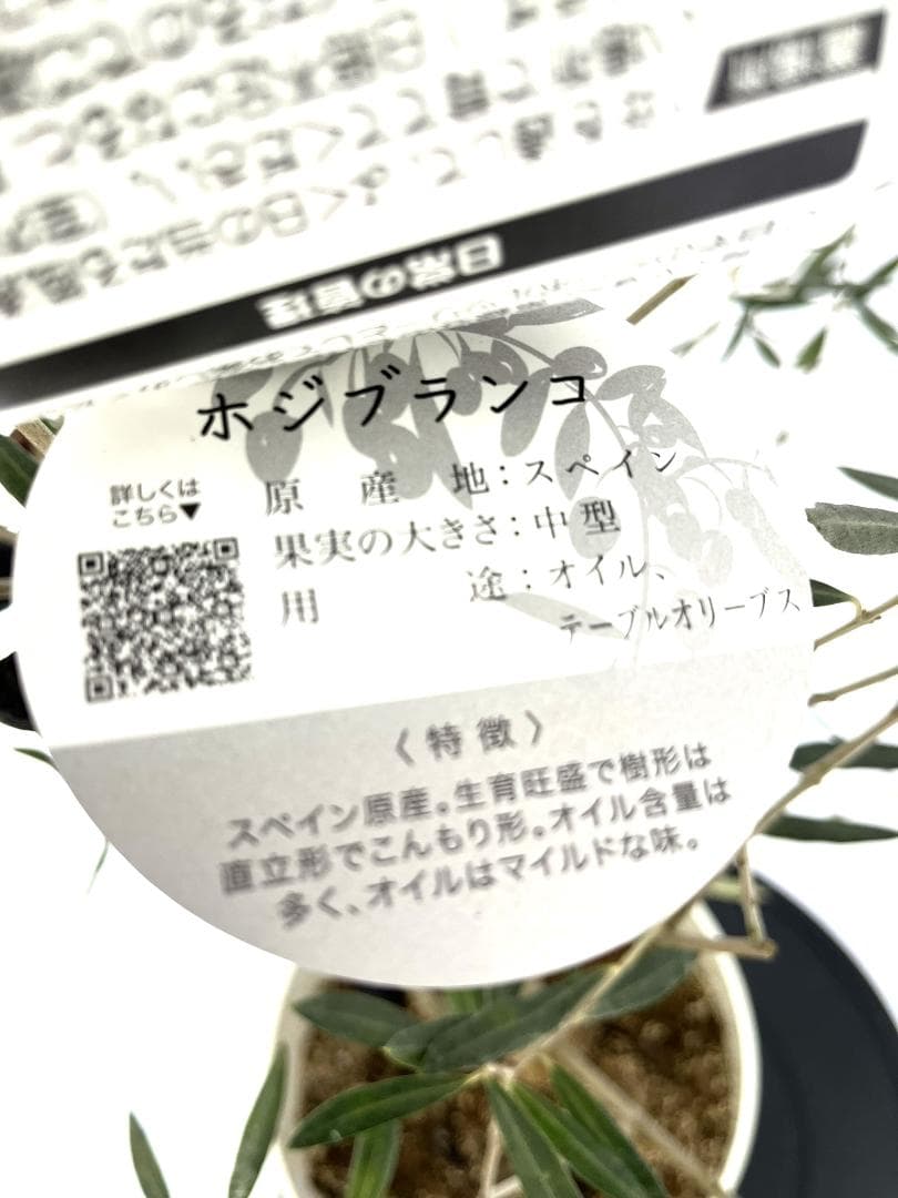 オリーブの木　ホジブランコ　7号　約135cm　NO.704　人気品種　現品掲載