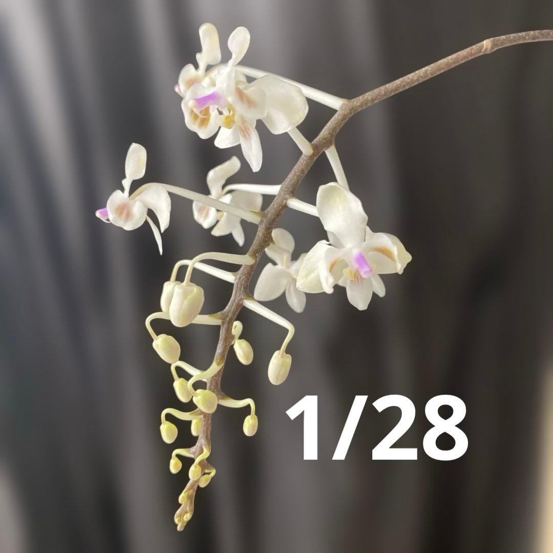 自然種　胡蝶蘭　原種　洋蘭　ファレノプシス　セレベンシス　celebensis